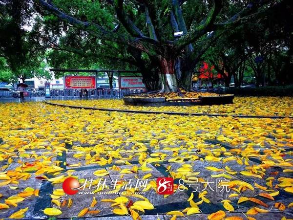 桂林街头再现诗情画意一幕！落叶缤纷美如画，乍一看像一层金色地毯
