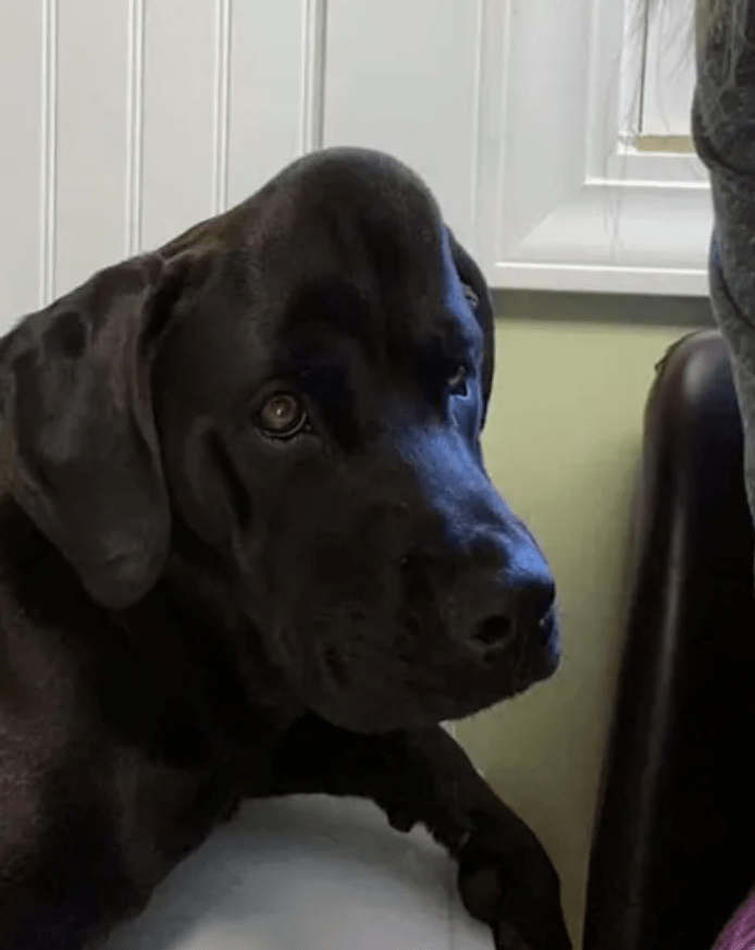 狗子是被蜜蜂蛰了她赶紧把pollie叫过来查看这货脑门儿肿了一个大包!