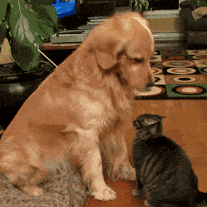 df121803b292431691182b59e29b5a15.gif