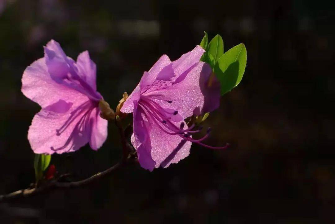 这几片花海即将刷爆朋友圈_牡丹江市