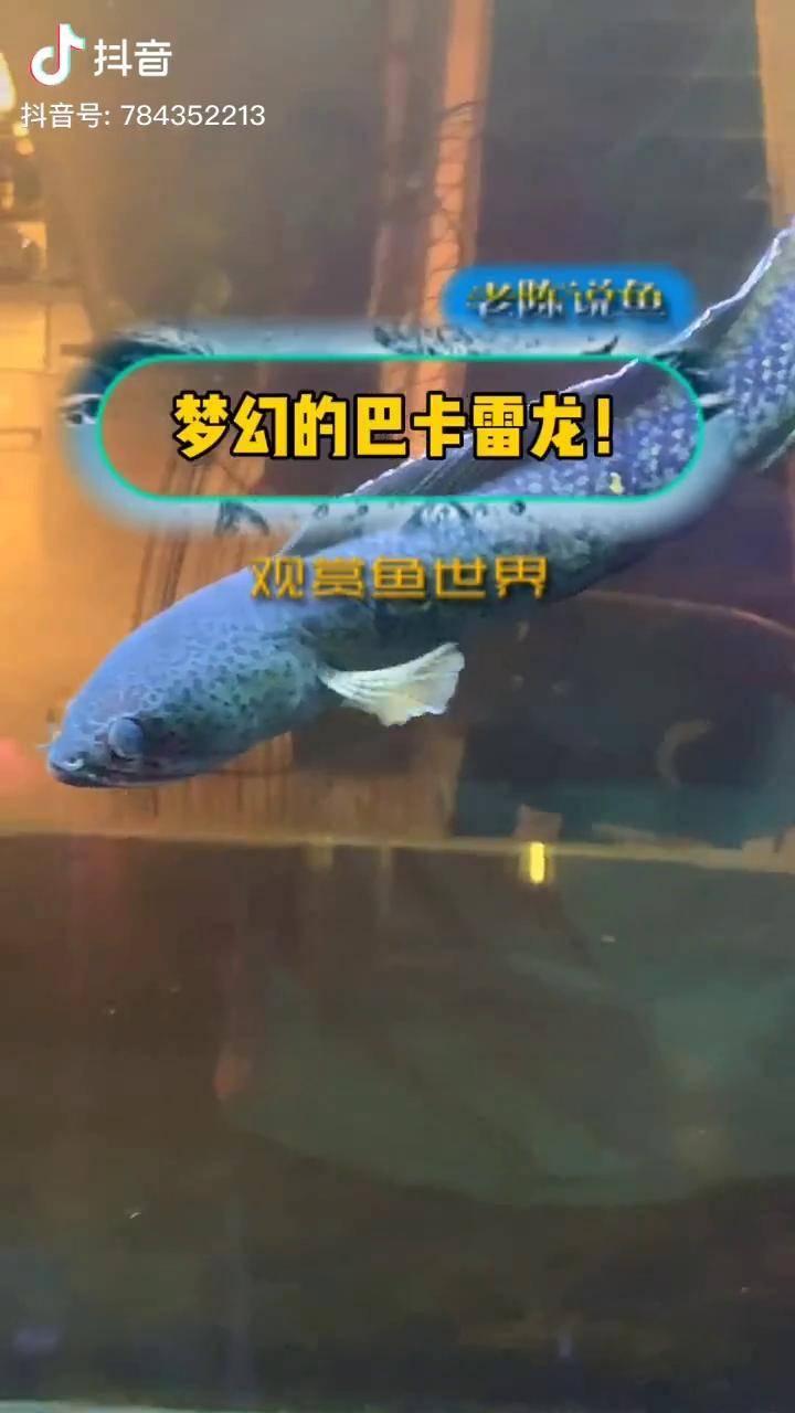 vlog我的日常梦幻巴卡雷龙稀有的顶级观赏鱼发烧友终极目标观赏鱼观赏