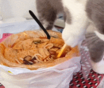 喵君不专业计算十只猫咪九只嫌弃,螺蛳粉