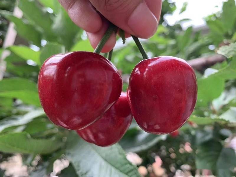 汉中大樱桃病虫害发生规律及绿色防控技术