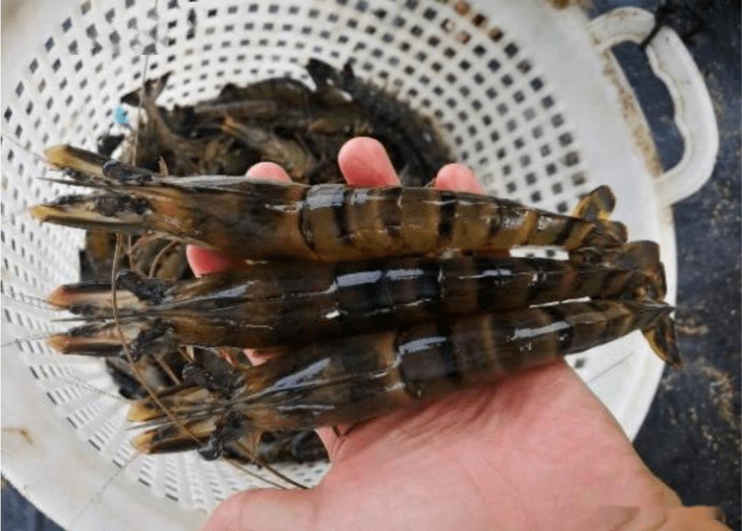 五,收获生长正常的金刚虾经过120天左右的养殖,达到