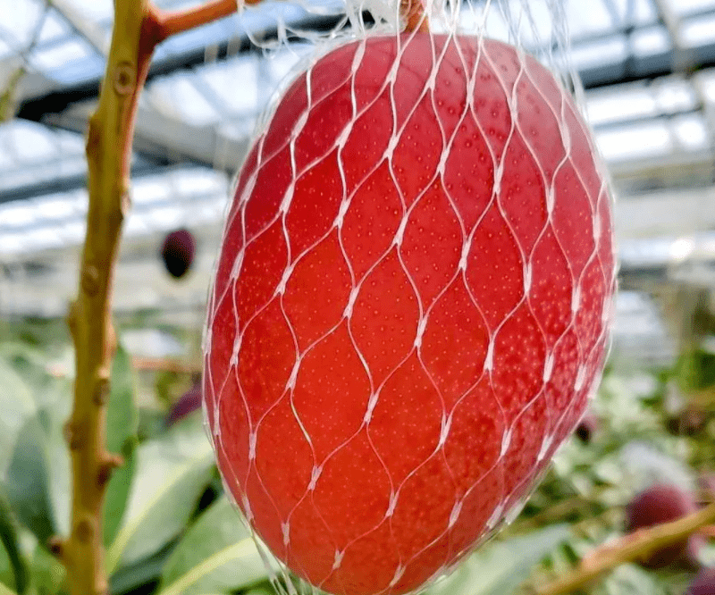 天啦噜,日本2个芒果1.2万元?_太阳之子