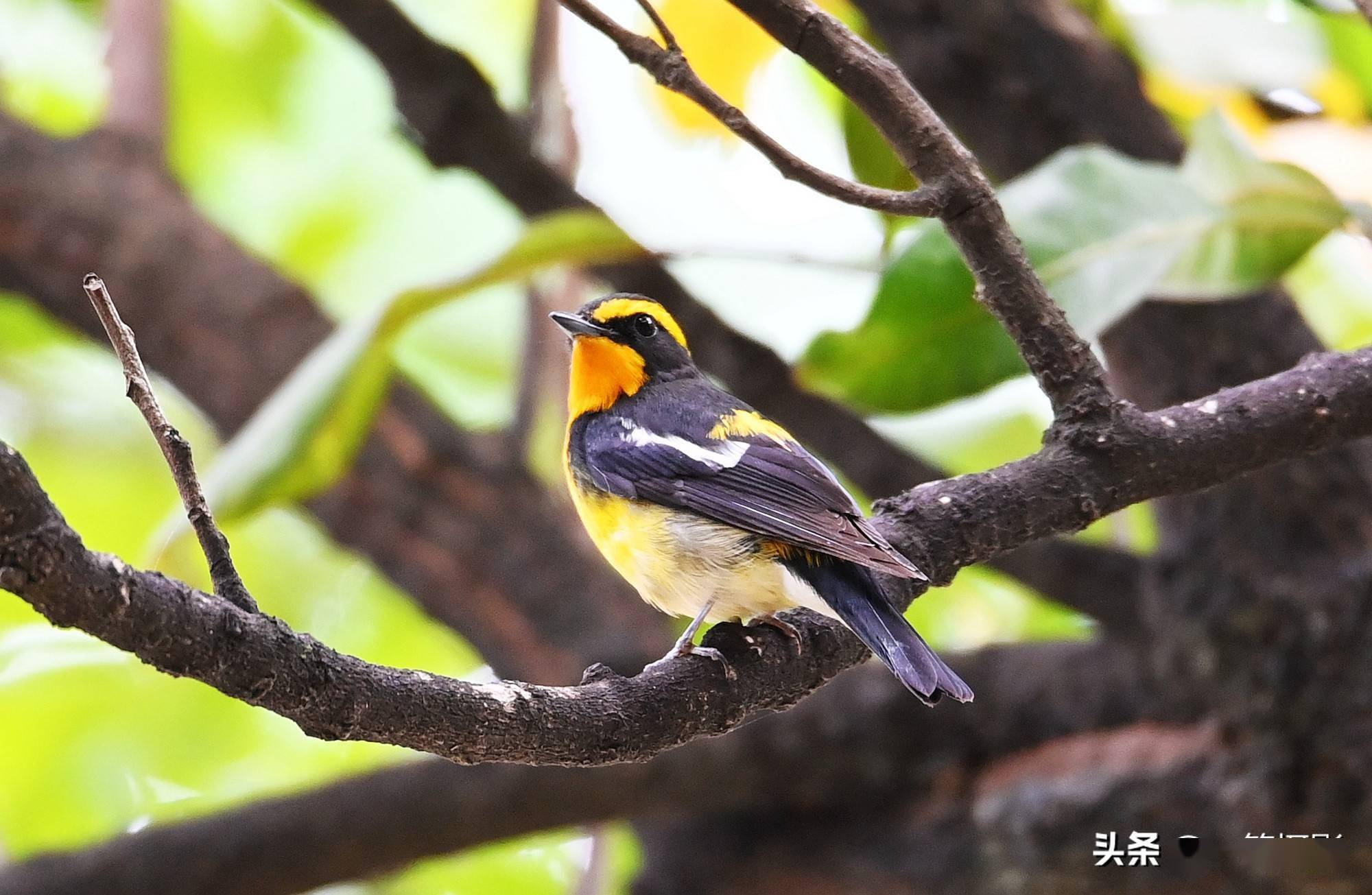 龙眼园里的黄眉姬鹟