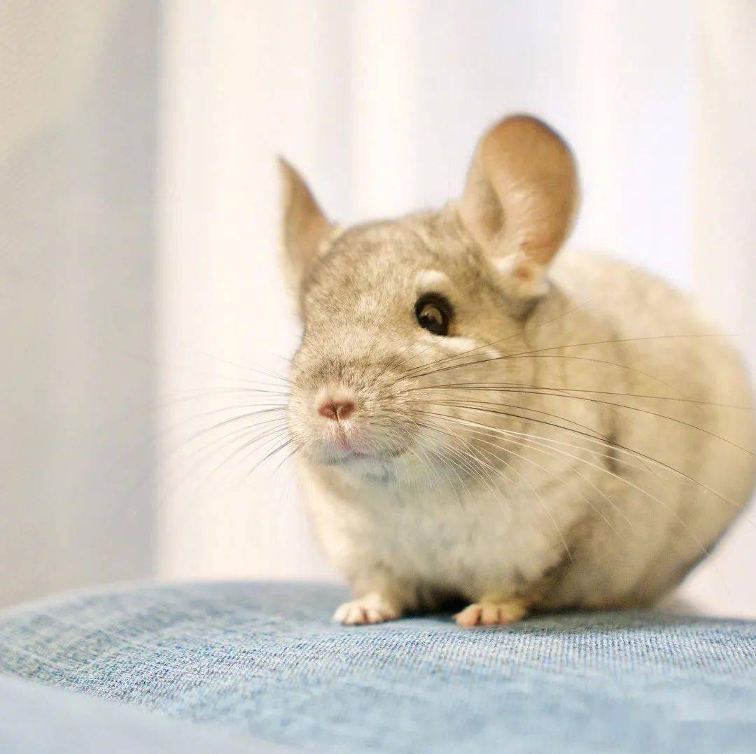 今日份的小可爱龙猫,快来吸