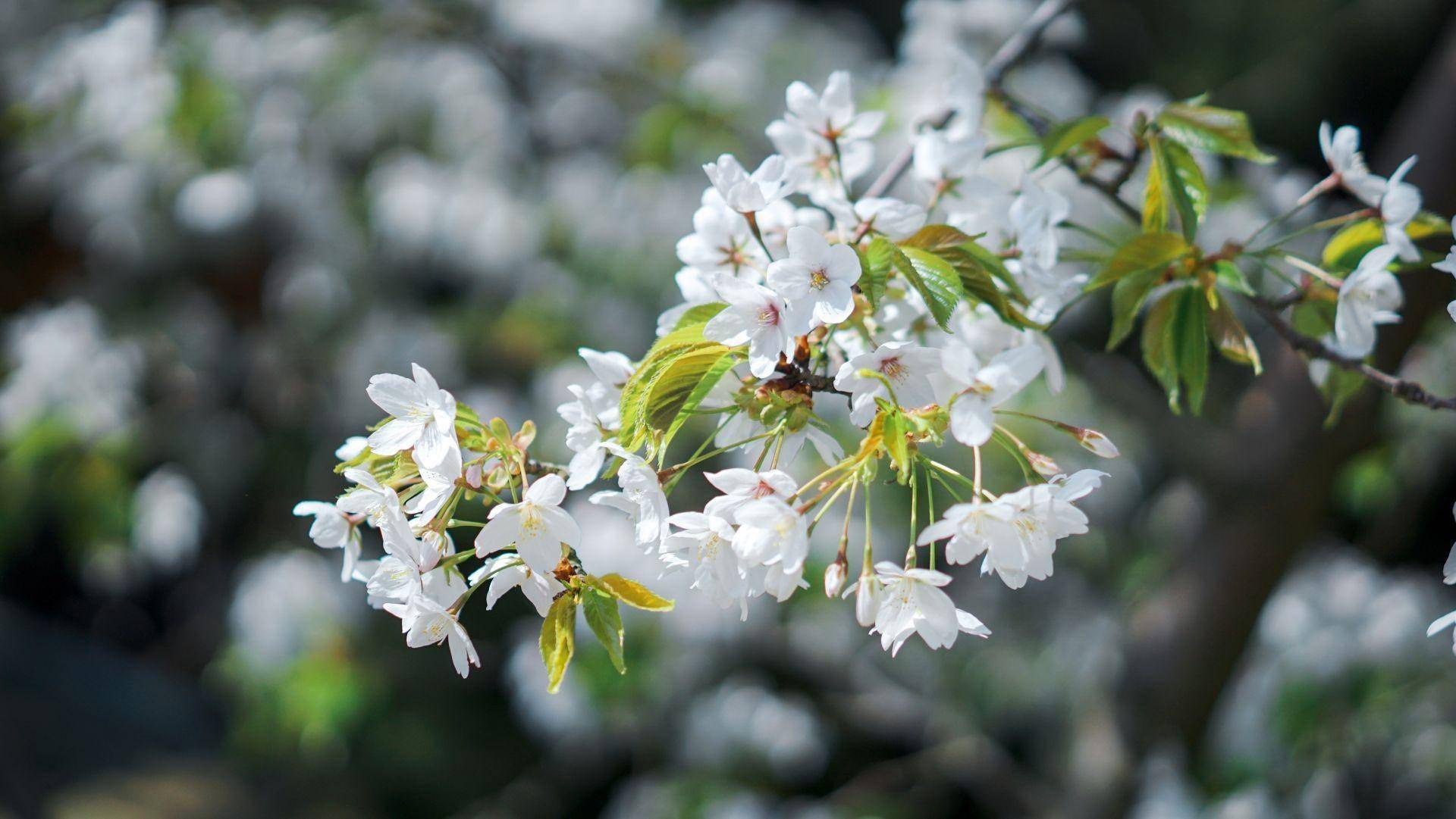 青岛鲁迅公园樱花图片