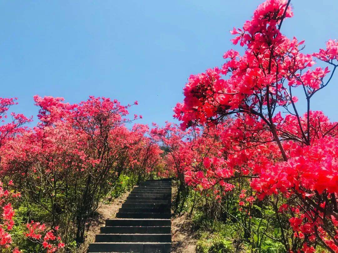 428号走进磐安探访浙中杜鹃谷徒步魅力高姥山百亩杜鹃游孔子后裔榉溪