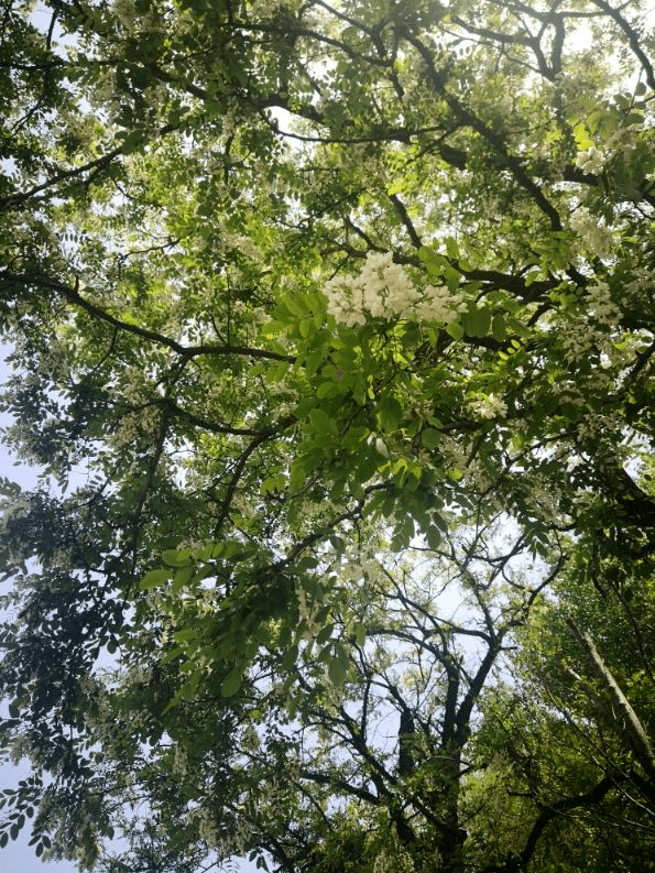 晋州市槐树村有多少人口_晋州市槐树镇中学