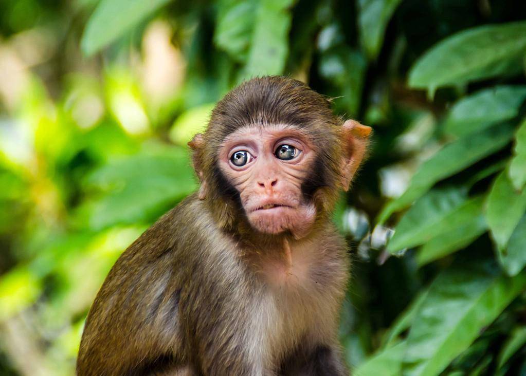 5万只猴子的库存,但是这远远不够,他们也在努力应对和解决猴子短缺的