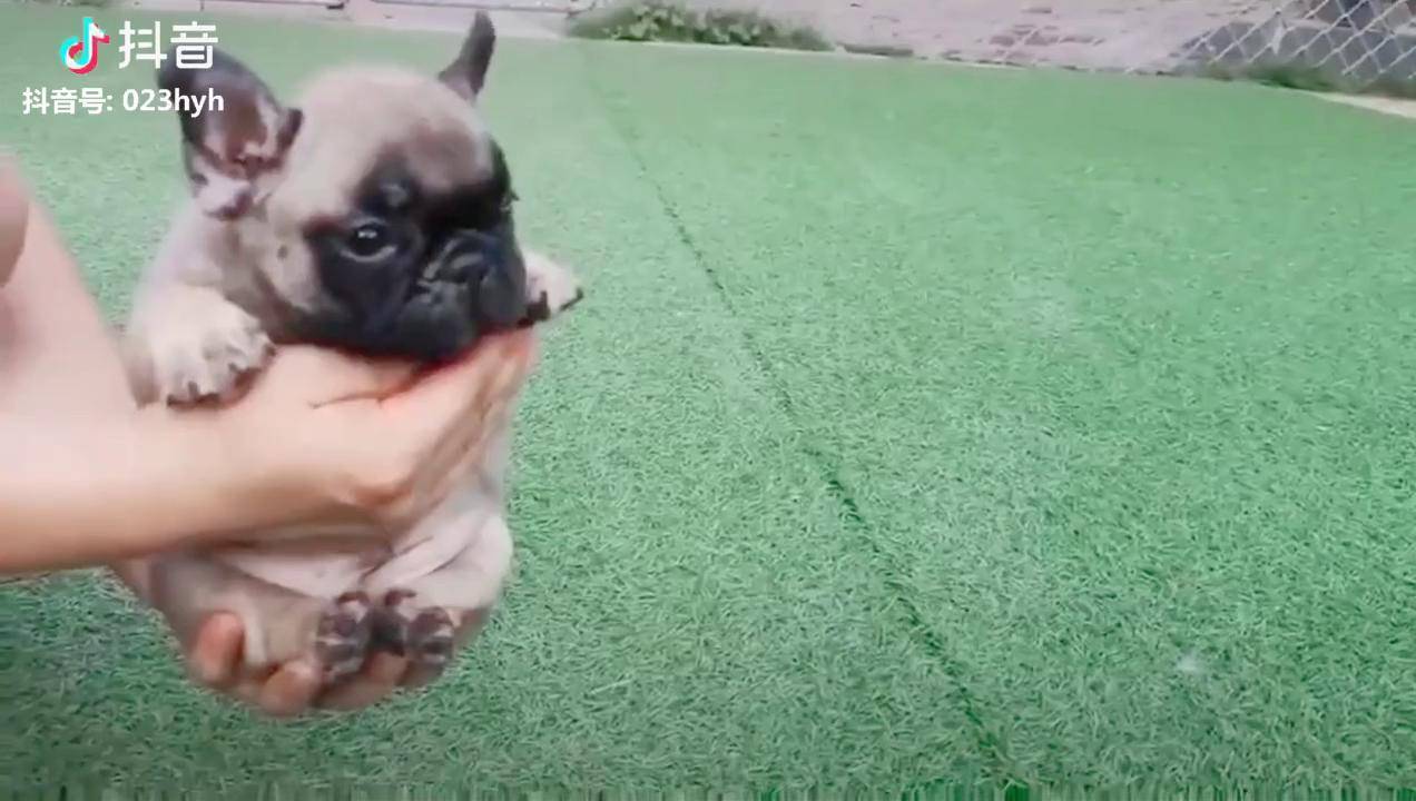 两个小可爱有没有萌化了你的心09法国斗牛犬法斗宠物萌宠