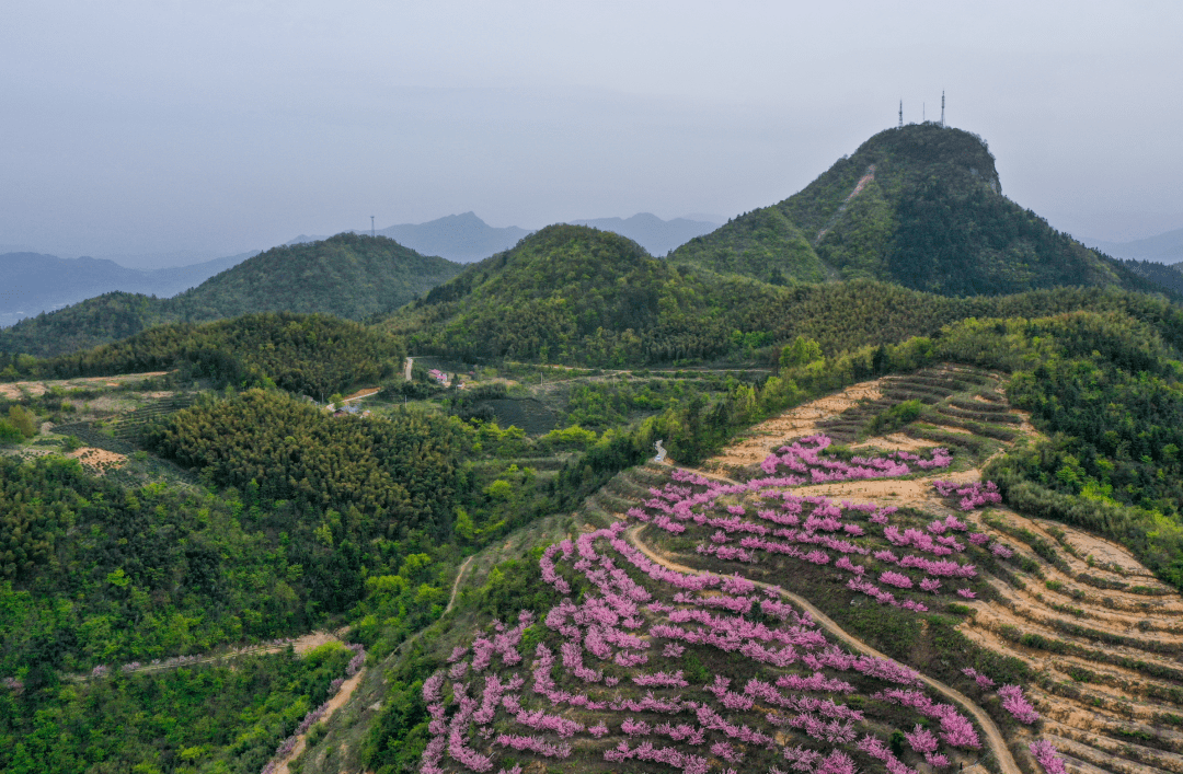 金寨县青山镇抱儿山一山独秀樱花岭一岭风骚
