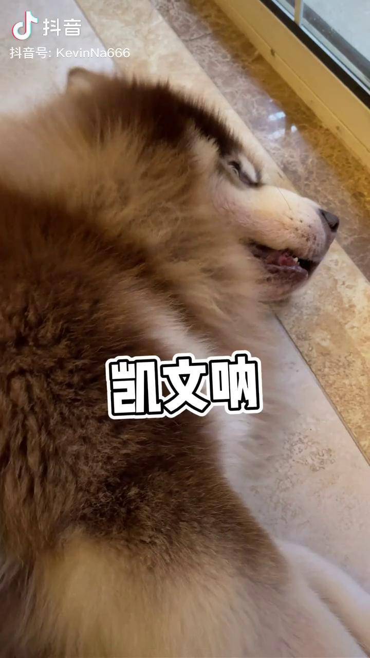 生气就rua狗,快乐到没朋友～阿拉斯加 搞笑萌宠 萌宠