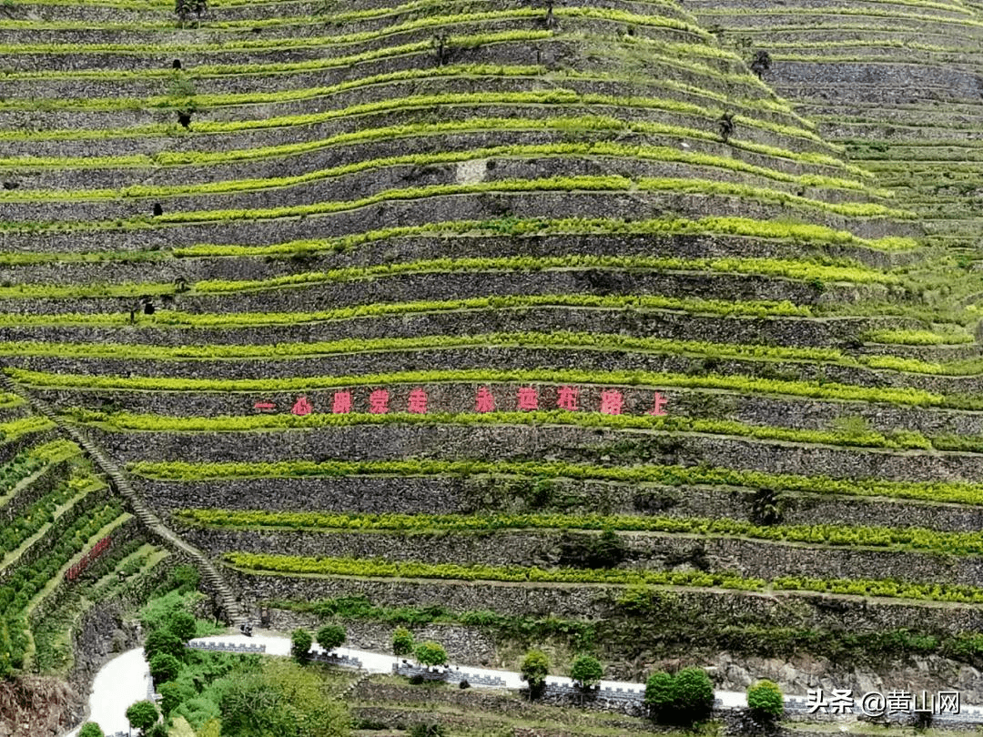 歙縣蜈蚣嶺村梯地茶葉採摘忙