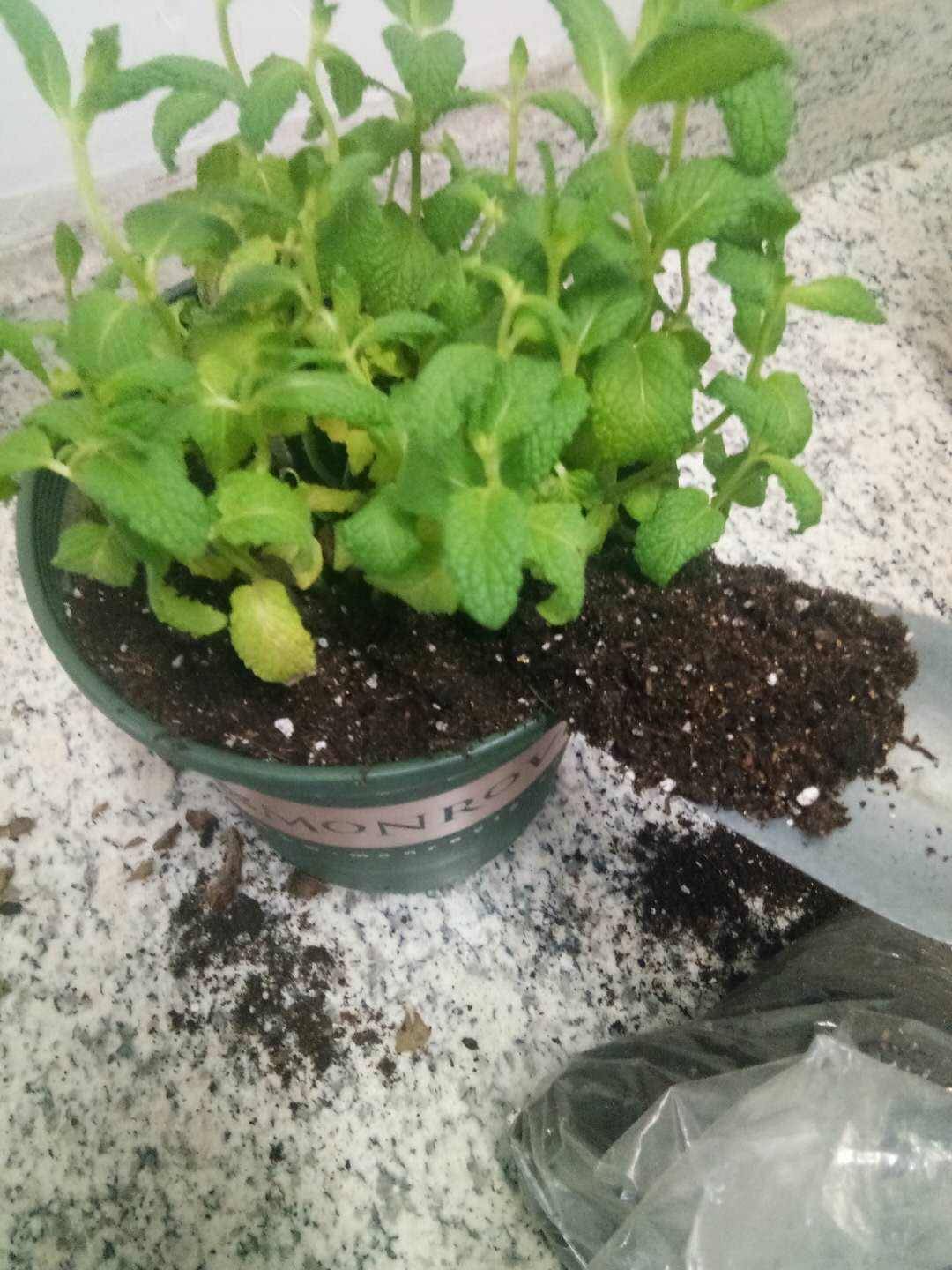 仙人球换盆"诀窍",大小球不一样,学会上盆就长根,从来不烂根 - 医药经