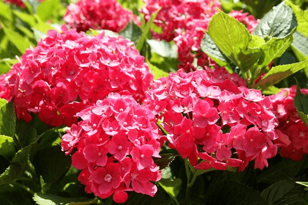 (红色的紫阳花)