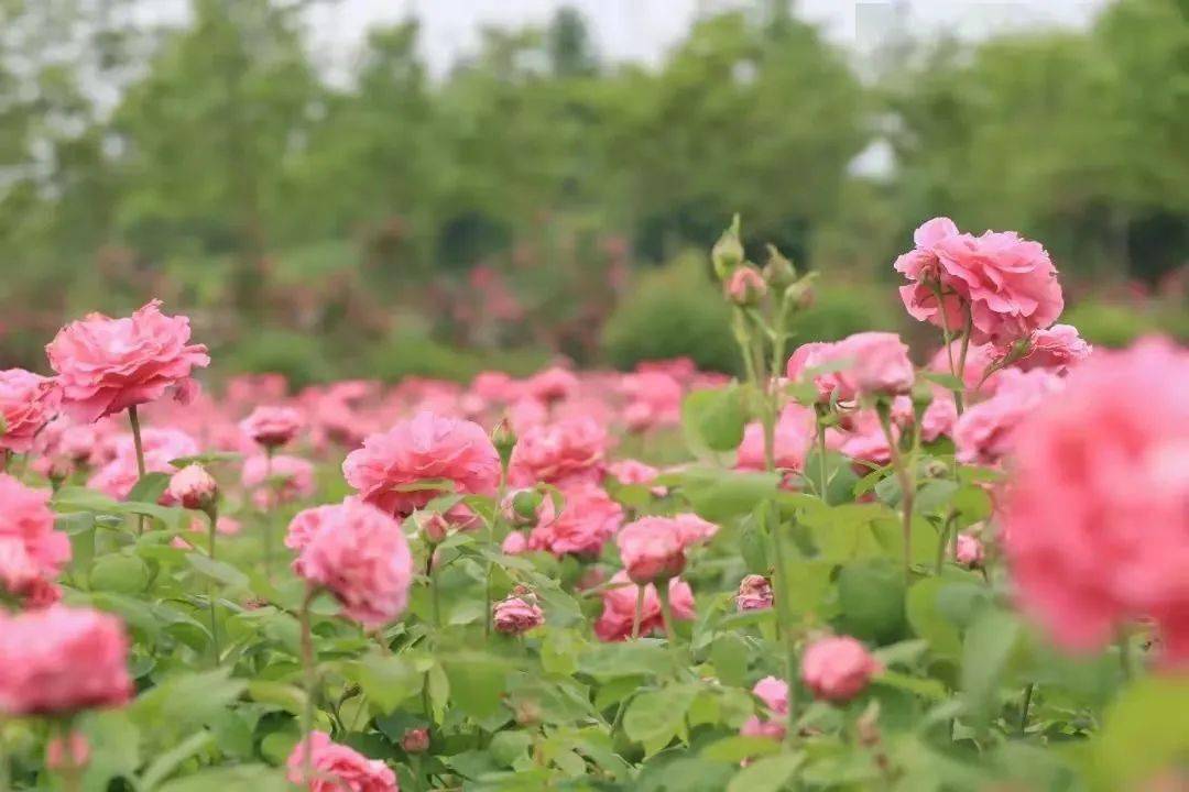 据说很多蓬溪人要去西充看玫瑰花海现场实拍图来袭门票无限送