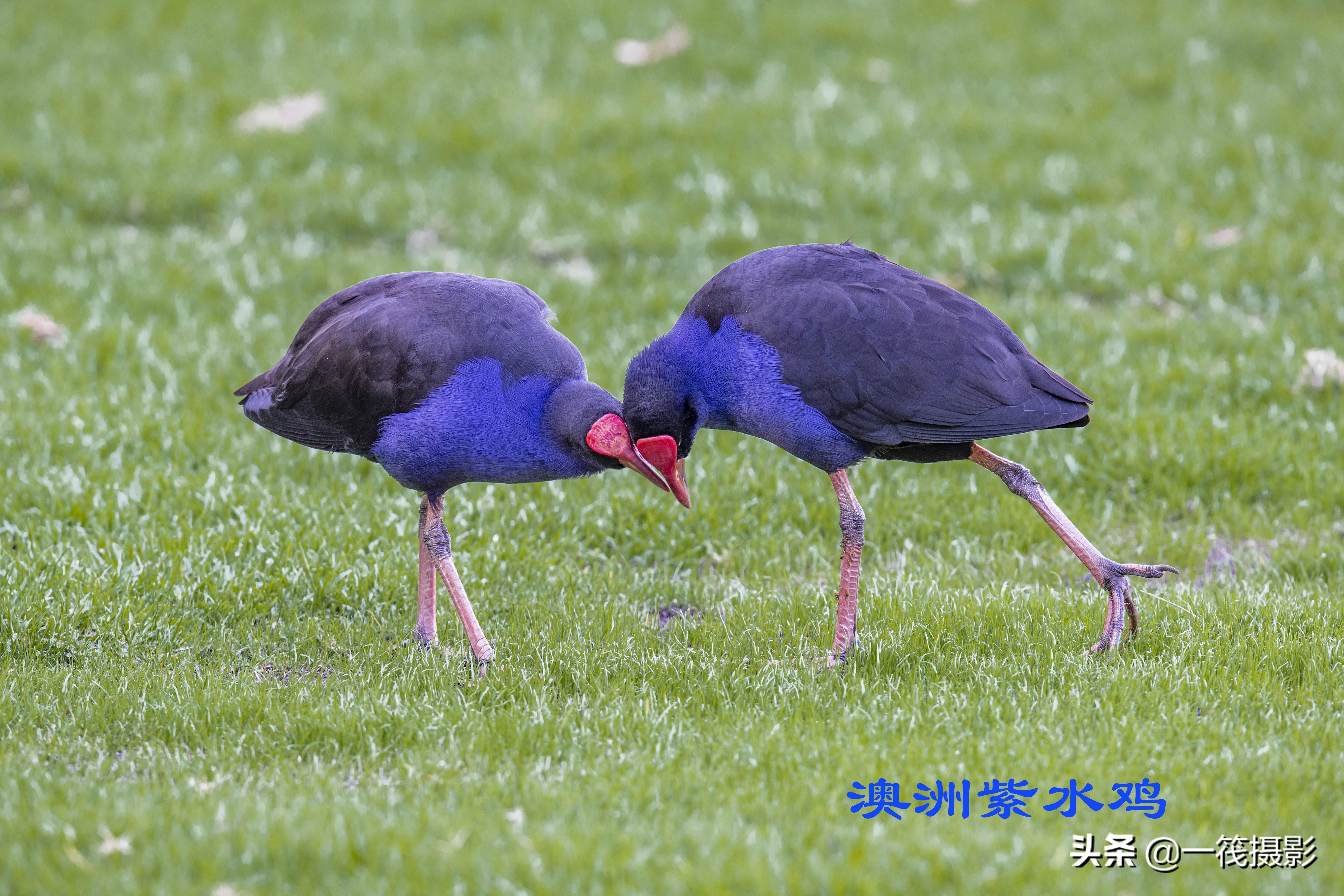 澳洲紫水鸡图片