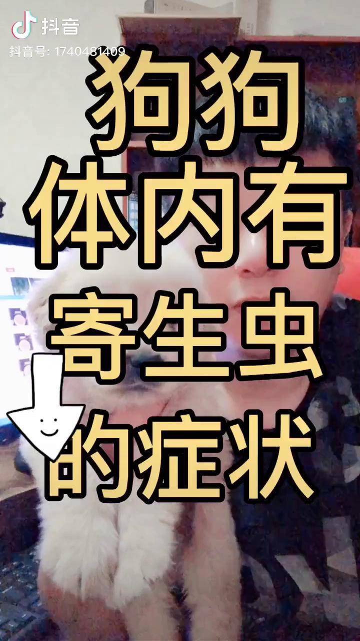 狗狗体内有寄生虫走什么症状呢狗粮宠物狗狗