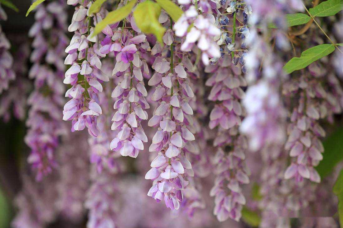 紫藤挂云木花蔓宜阳春 随风