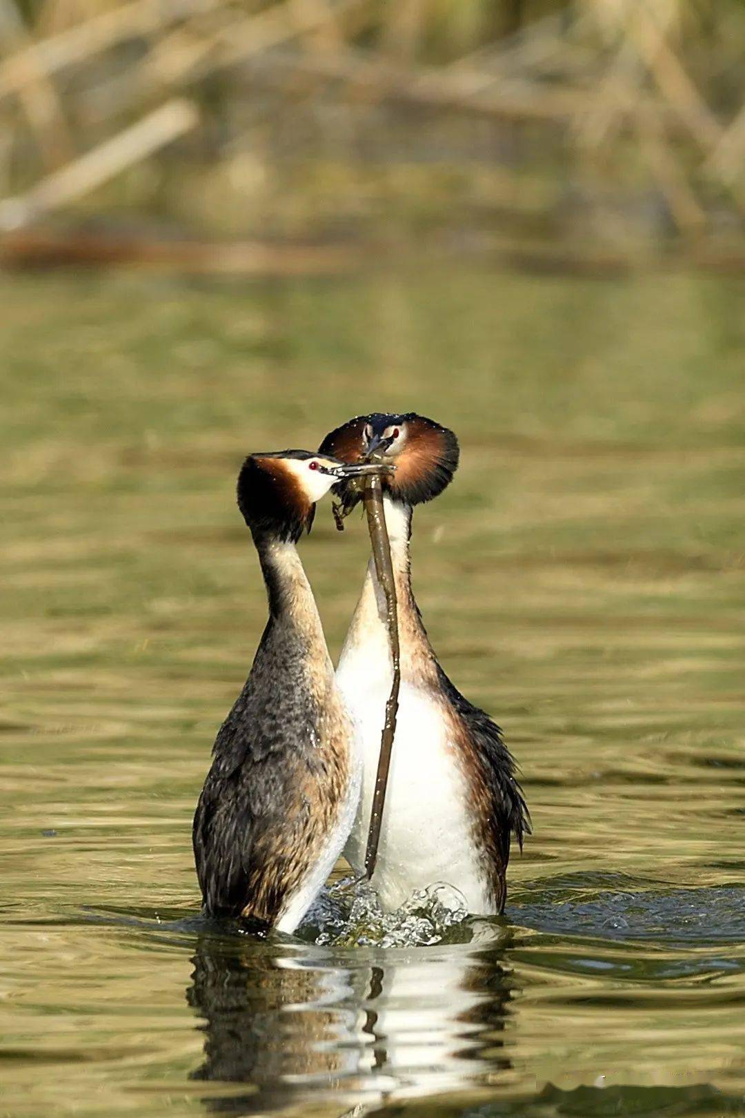 商丘市日月湖景区顶戴花翎凤头鸊鷉pìtī