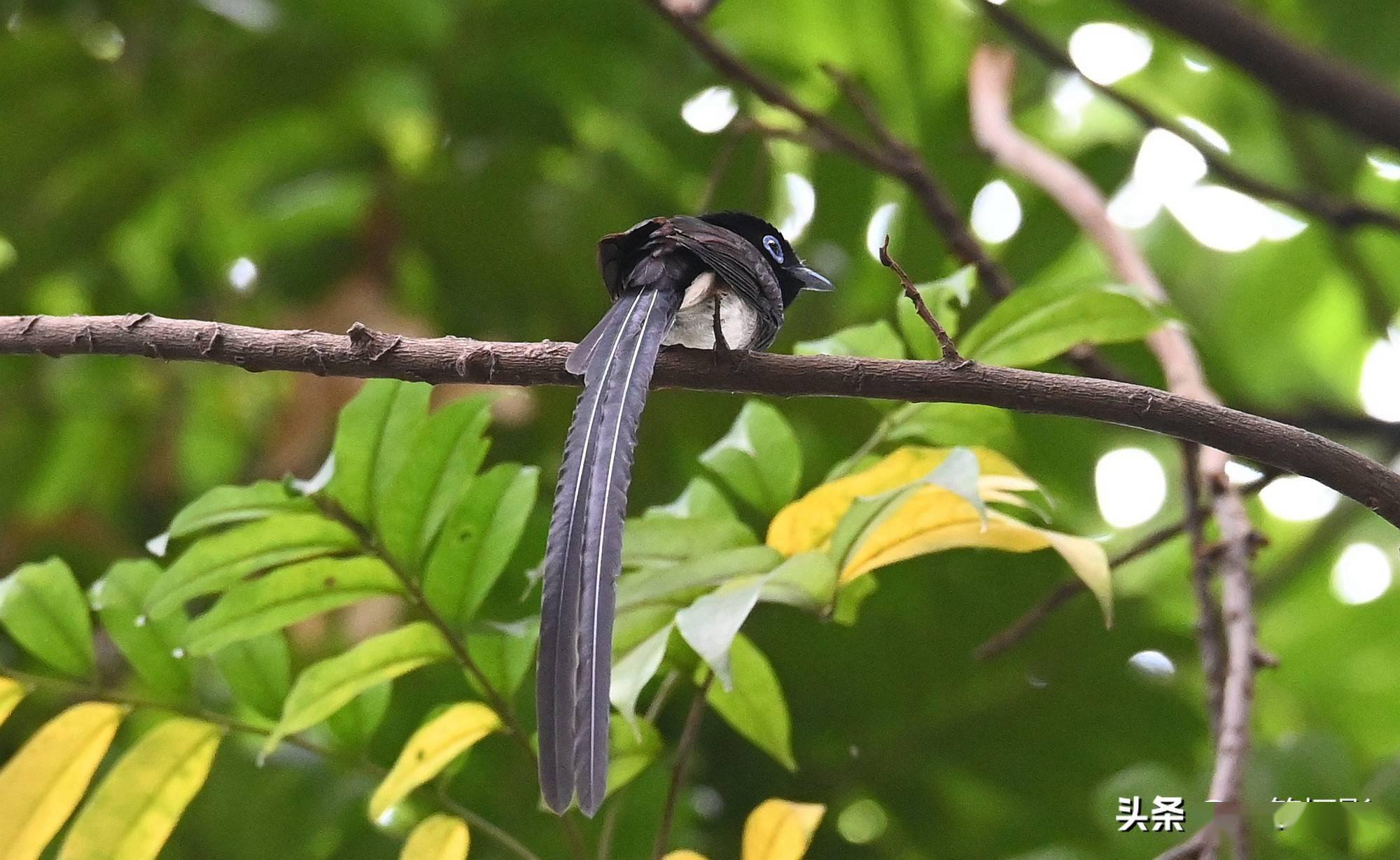 难得紫寿带鸟现身华南农大校园