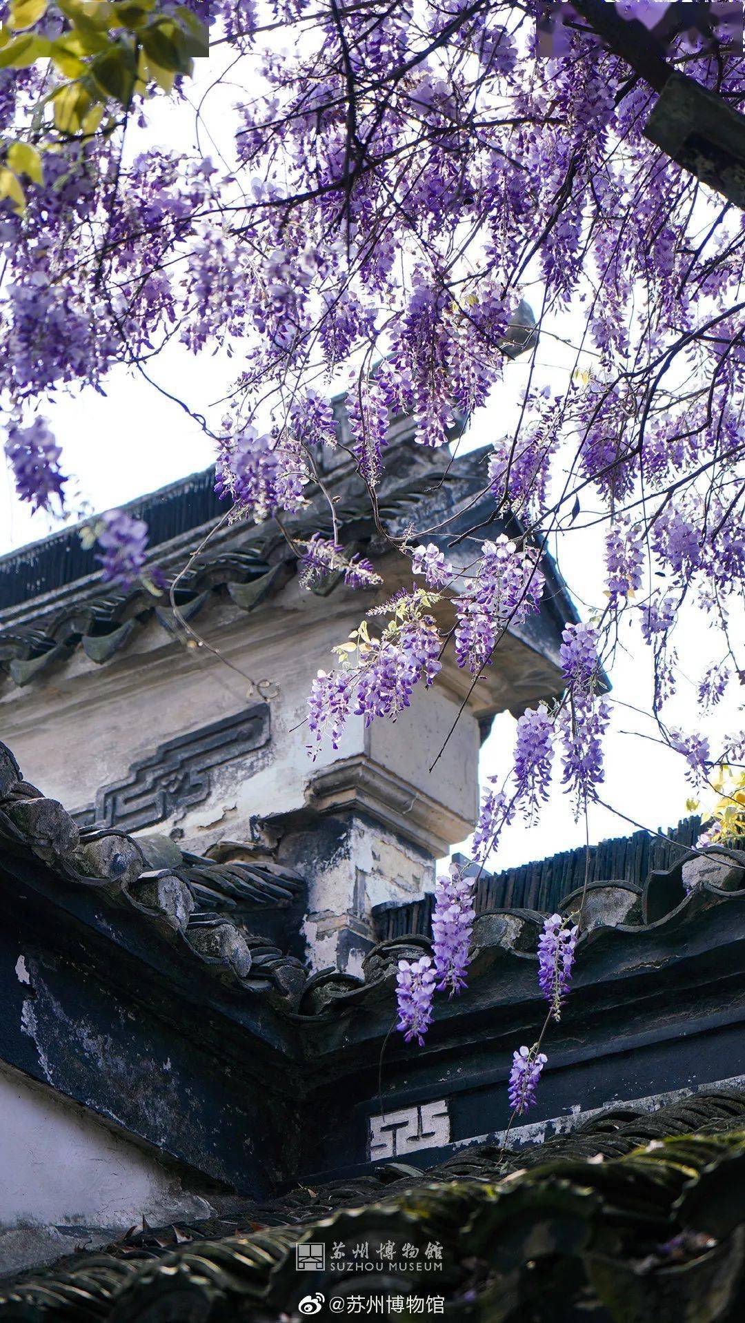 苏州博物馆紫藤园图片