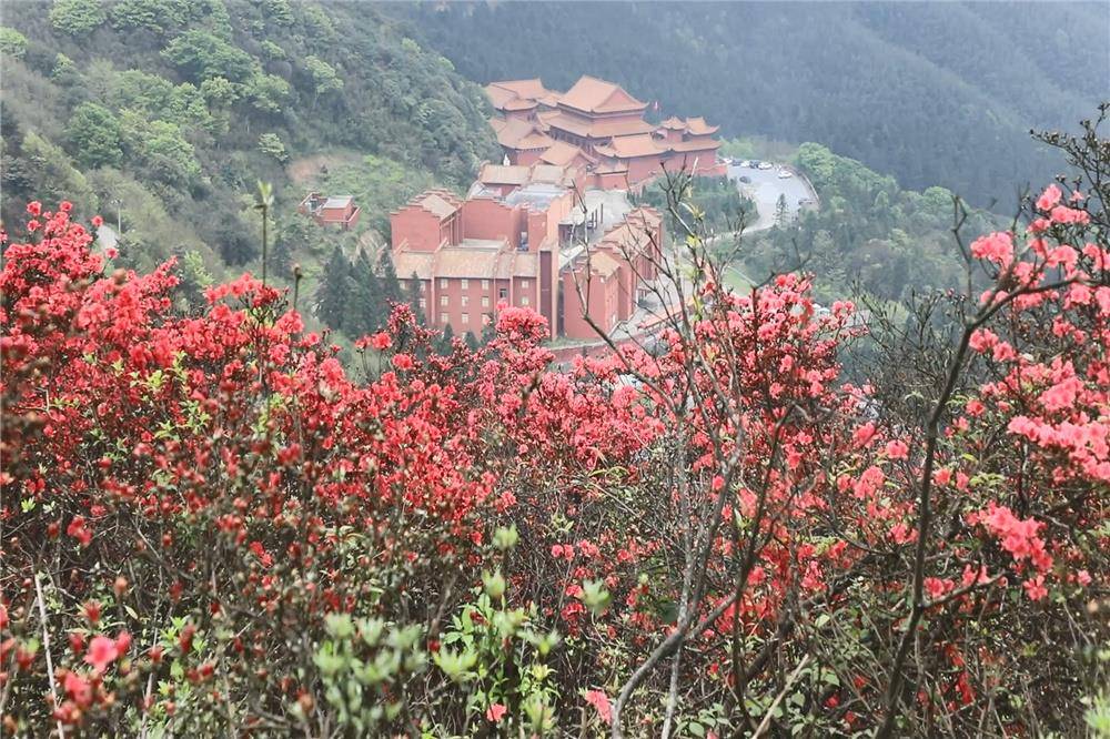 千年打卡胜地打飞的看阳明山十万亩野生杜鹃花海