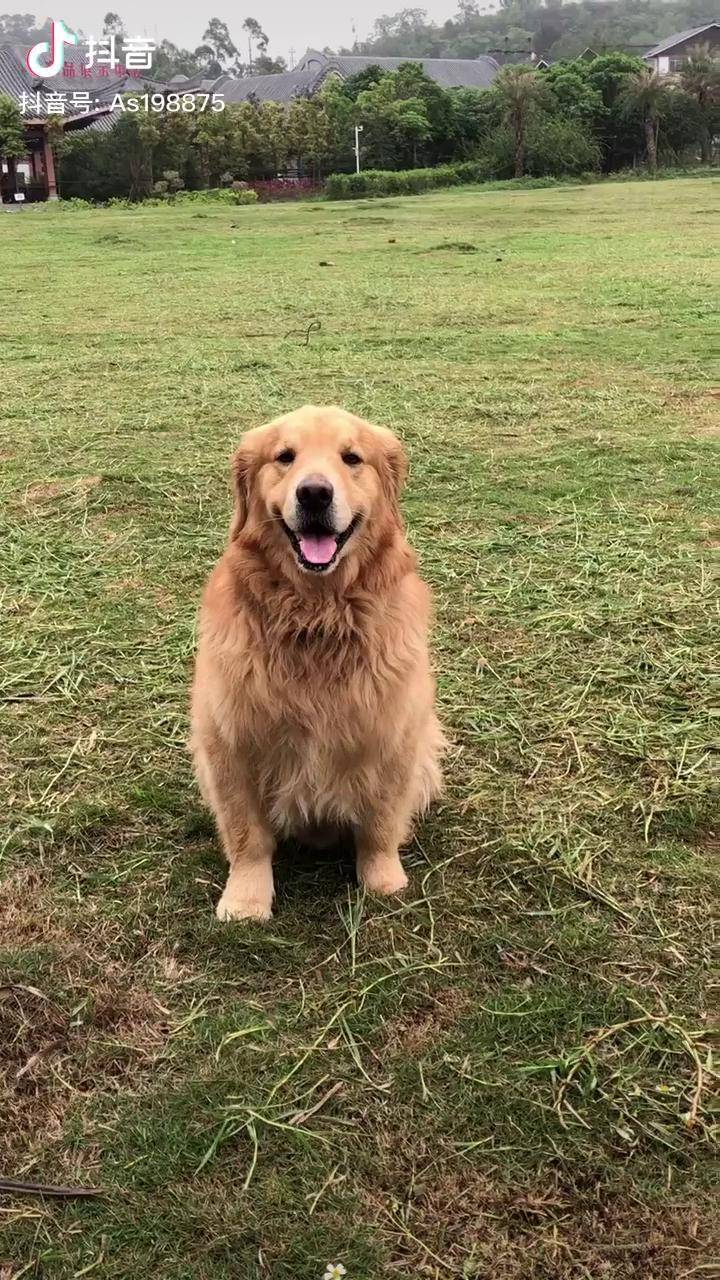 怎么会有一种皮笑肉不笑的感觉呢难道是因为金毛妹妹的原因