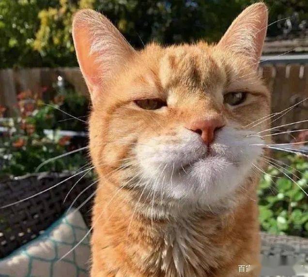 橘猫脸被蜜蜂叮肿了倔强表情笑喷了主人咋你不挺能的吗