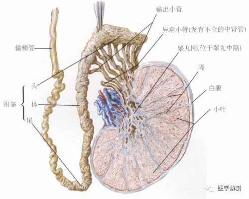 阴囊解剖层次图片