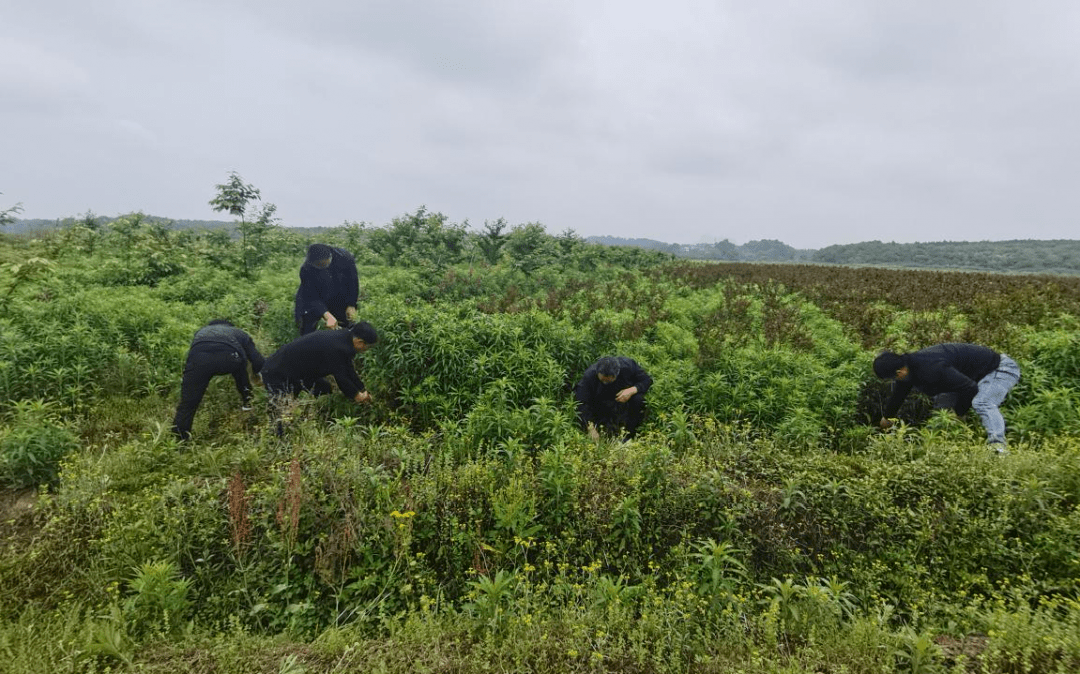 抚州金溪县何源镇孔坊村有多少人口