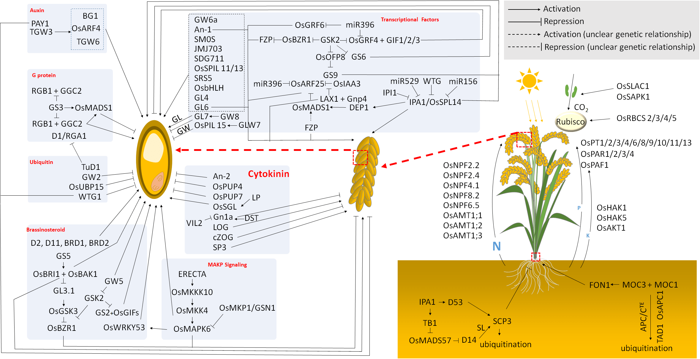 李赓觅博士 crop journal 综述:探索水稻产量提升潜力:解码形态性状和