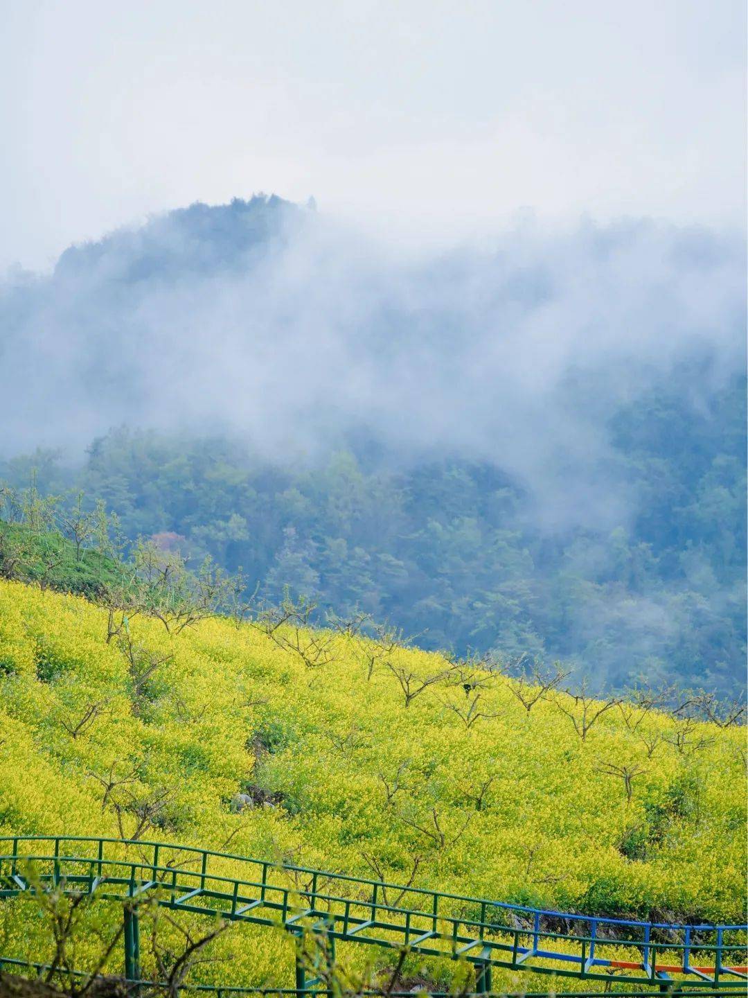 春在九皇 绿野寻踪 在花木环绕间 享山居野趣 沐青山春风 还能与 神奇动物 一起探春 秋千