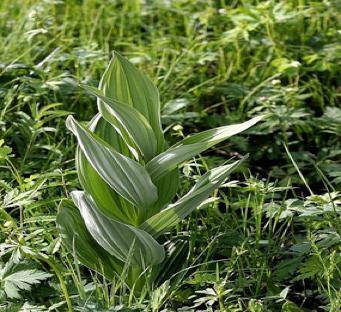 山糜子(无毒)55岁的王先生和家人便因误食野菜进了医院