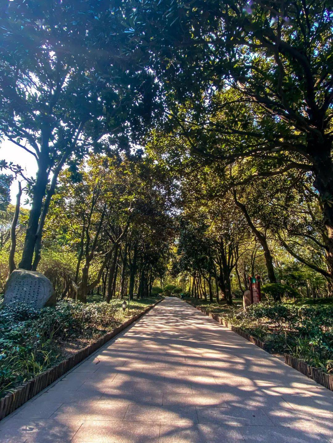 大道劍山腳下有一條長680米的綠蔭大道,道路平坦而寬闊,兩側樹木林立