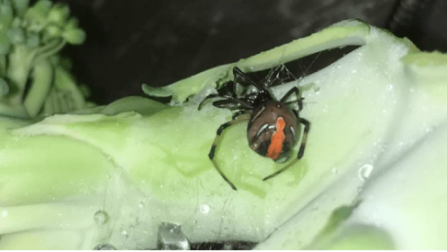 南澳博物馆的毒物专家billie weir说:如果不小心把红背蜘蛛煮透了食入