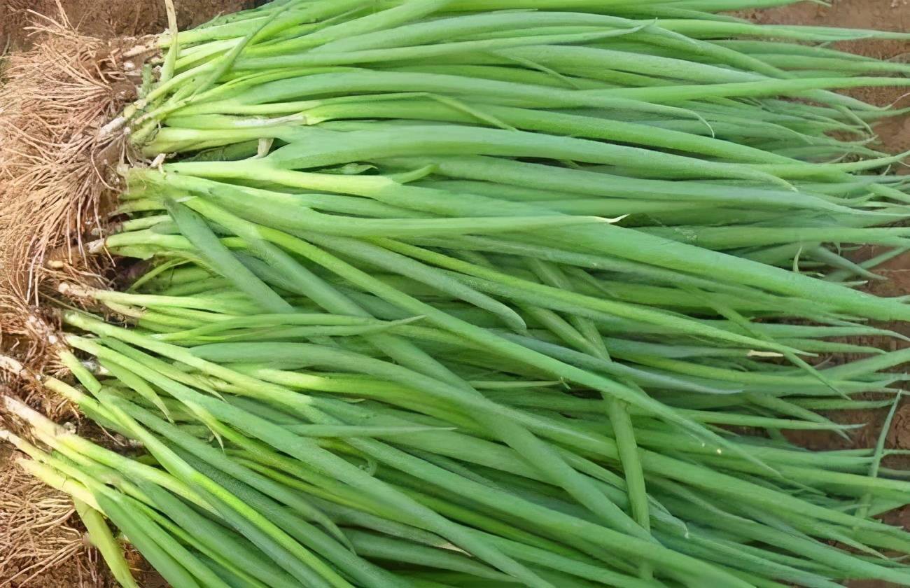 团团转,憨胆大的我便跑到临村的菜园,偷了几个猪尾巴粗的旱萝卜揣回家