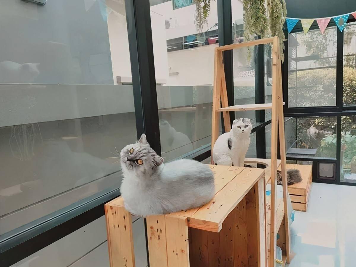 如何用家里的空地给猫搭一个阳光房,猫猫很喜欢