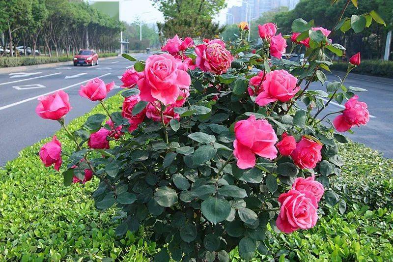 绿刺含烟郁月季今年"首季"盛放月季花含羞绽放香气迷人阴雨清晨的阜阳