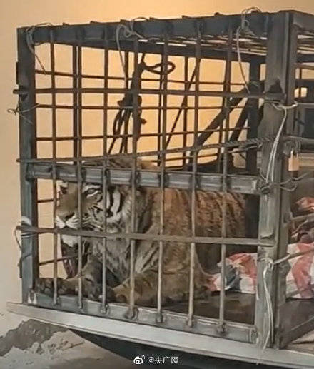 进村东北虎麻醉针醒了 在笼中凶猛咆哮