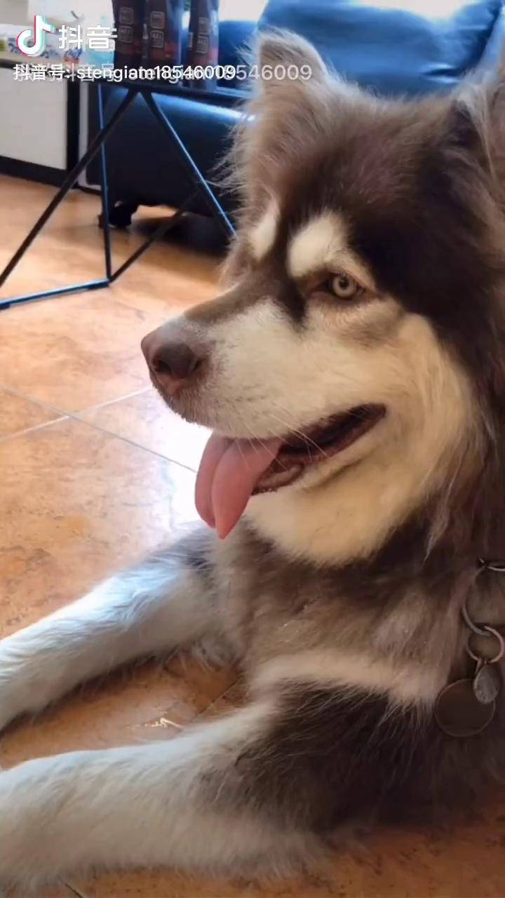 柒月情敌出现啦抖音年度人气创作者评选萌宠狗阿拉斯加