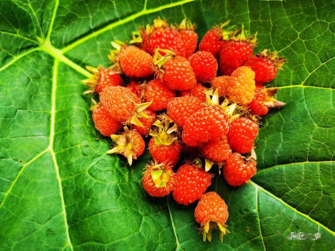 邵阳山上的这种野果又熟了你有多久没吃过了