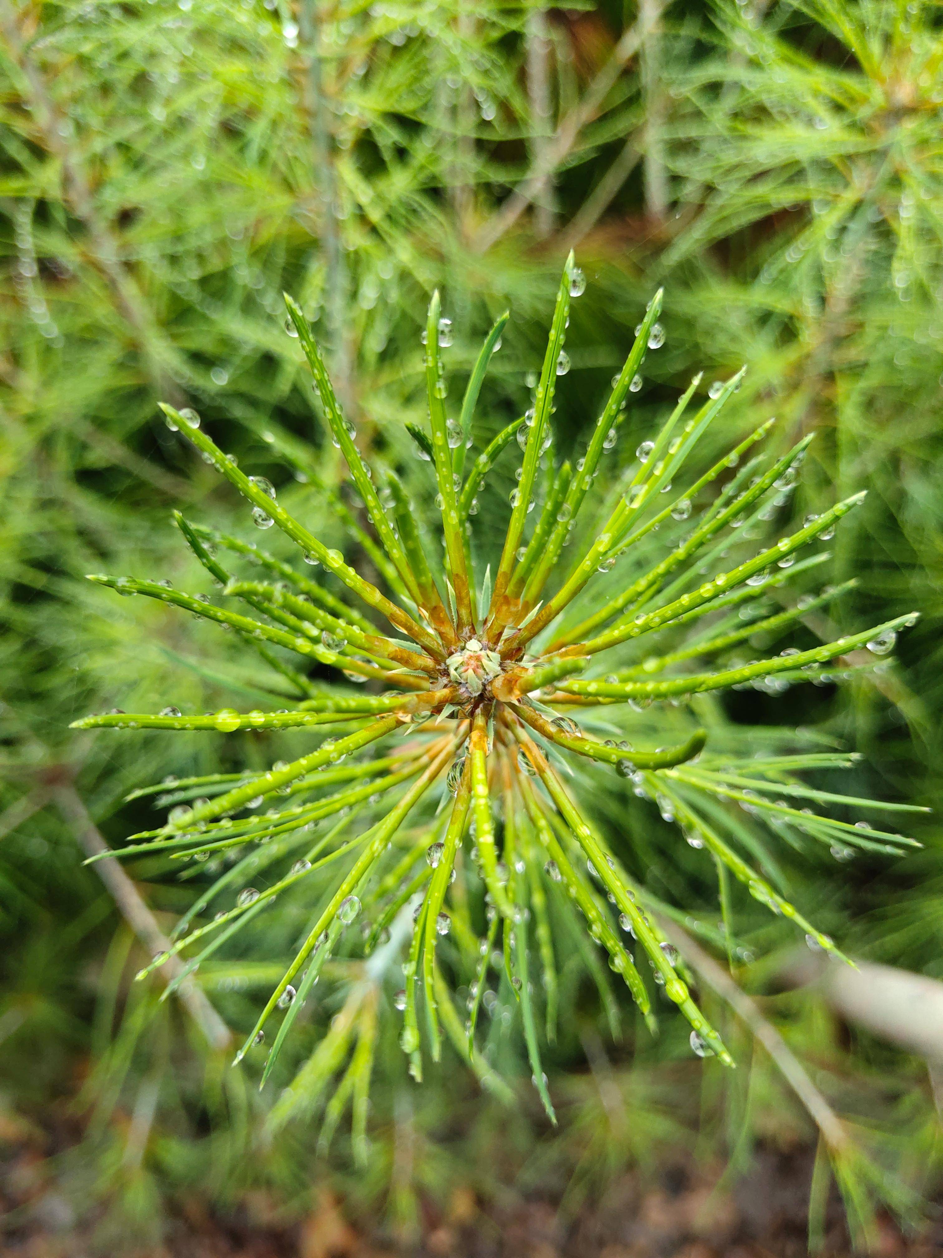 國家一級重點保護野生植物五針白皮松累計移植成活逾3000株