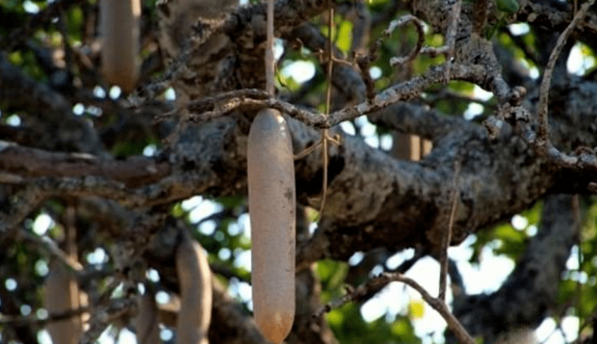 又是食人又是吸血的