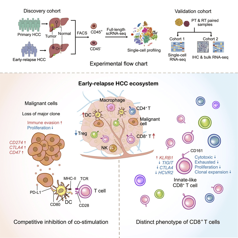 cell早期复发肝细胞癌生态系统的单细胞全景图