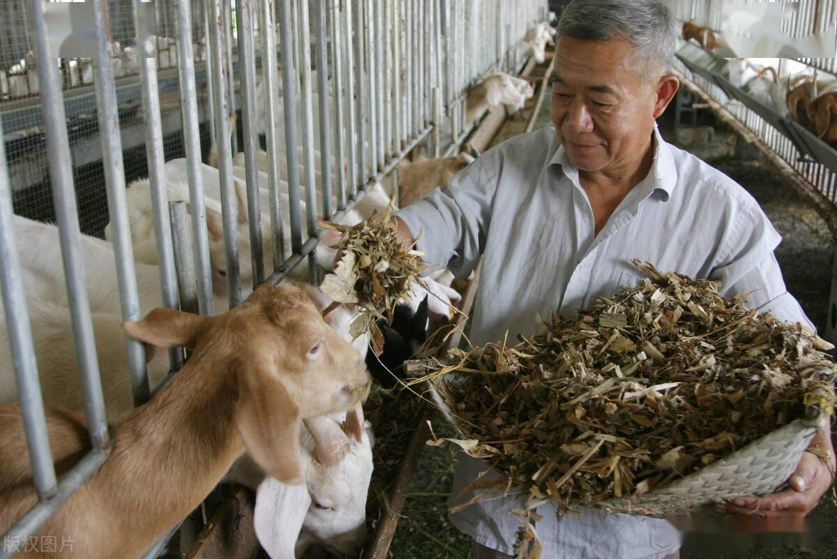 圈养羊3大误区,新手养羊要避开