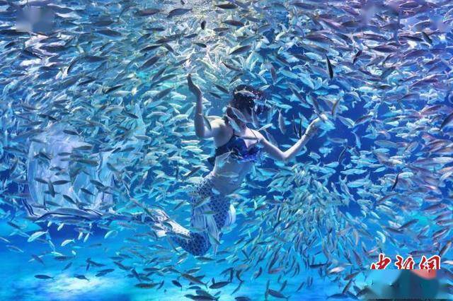 南京海底世界美人鱼图片