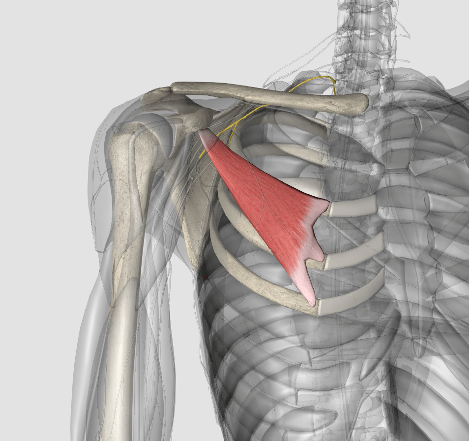 肩关节复合体肌肉功能分解